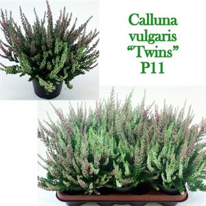 Afbeelding van Calluna Beauty lady's "Twins" P12